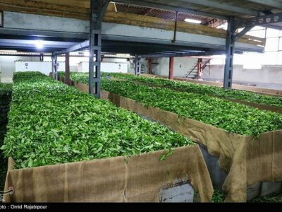 خرید ۱۰۴ هزار تن برگ سبز چای در گیلان/ ۷۸ درصد مطالبات پرداخت شد