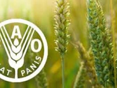 شاخص قیمت جهانی مواد غذایی در مسیر صعود؛ شکر پیشتاز گرانی