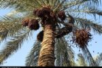 ظرفیت ۲۰۰هزار تنی خرمای هرمزگان چشم به بازارهای صادراتی دوخته است
