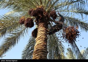 ظرفیت ۲۰۰هزار تنی خرمای هرمزگان چشم به بازارهای صادراتی دوخته است