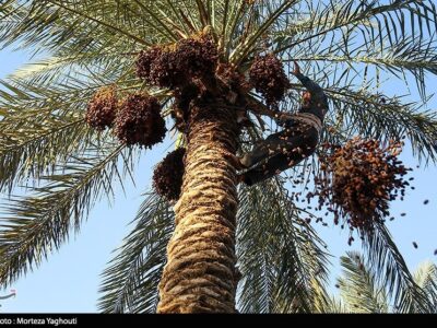 ظرفیت ۲۰۰هزار تنی خرمای هرمزگان چشم به بازارهای صادراتی دوخته است