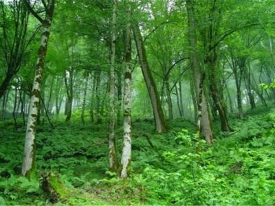فصل تازه مدیریت جنگل‌های هیرکانی/جایگزینی سوزنی‌برگان با گونه‌های بومی