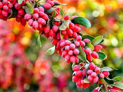 فواید زرشک در تقویت بینایی و سیستم ایمنی