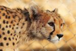 ماجرای کشف لاشه توله‌یوزپلنگ آسیایی در ‌میاندشت چه بود؟ + تصویر