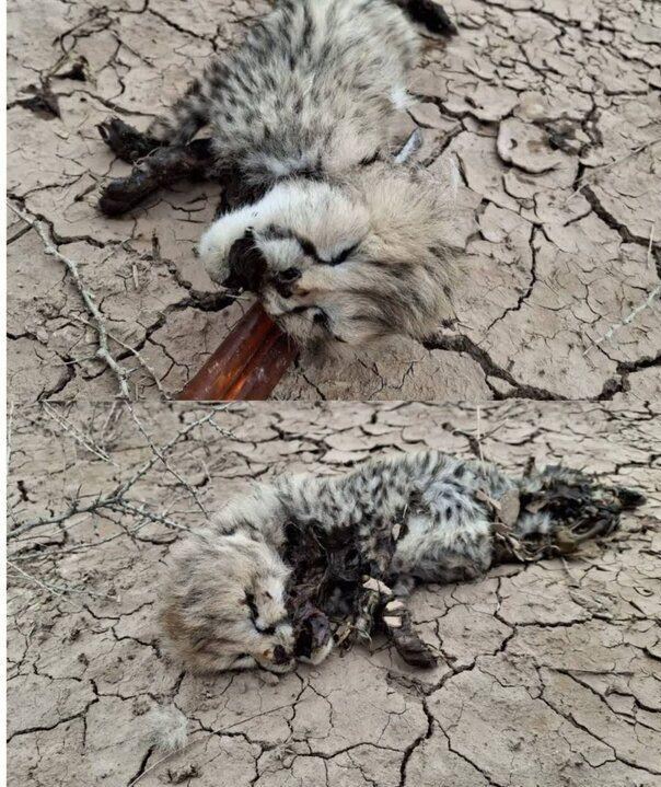 ماجرای کشف لاشه توله‌یوزپلنگ آسیایی در ‌میاندشت چه بود؟ + تصویر