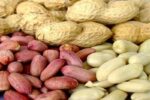 مزرعه تا بازار؛ بادام‌زمینی آستانه در انتظار صنایع تبدیلی