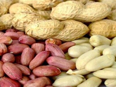 مزرعه تا بازار؛ بادام‌زمینی آستانه در انتظار صنایع تبدیلی