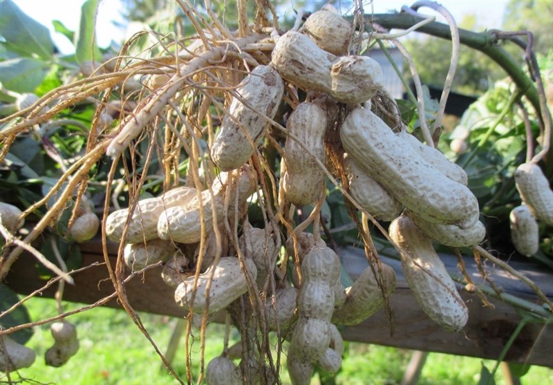 اخبار استان گیلان , کشاورزی , 