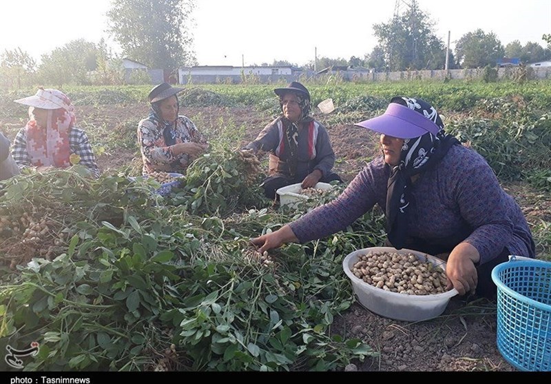 اخبار استان گیلان , کشاورزی , 