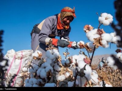 پنبه گلستان در پیچ واردات، سرمایه و بازار؛ دولت پای کار احیای پنبه آمد