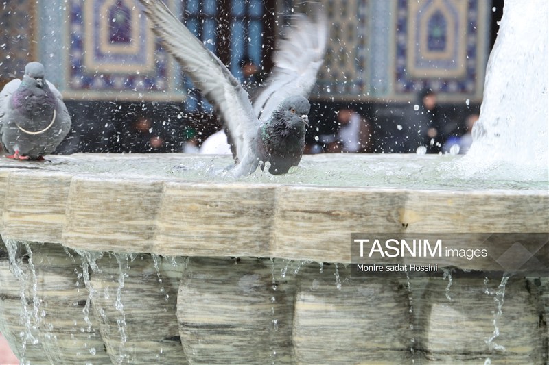 امام رضا (ع) , حرم امام رضا(ع) , خراسان رضوی , اخبار استان خراسان رضوی , مشهد مقدس , اخبار مشهد , زائر رضوی , زائران , آستان قدس رضوی , خادمیاران رضوی , 