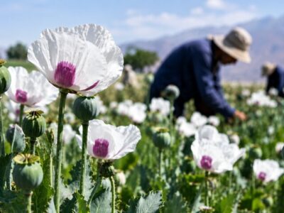 کشت شقایق الیفرا؛ ظرفیتی برای ارزآوری و اشتغال ۴ هزار نفر