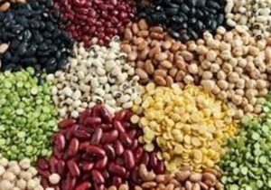 ۱۱۳درصد اختلاف قیمت لوبیا در بازار با وجود تخصیص ارز مبادله‌ای