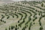 آغاز پویش ملی نهال‌کاری برای تحقق طرح کاشت یک میلیارد درخت