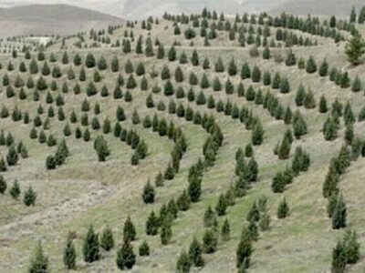 آغاز پویش ملی نهال‌کاری برای تحقق طرح کاشت یک میلیارد درخت
