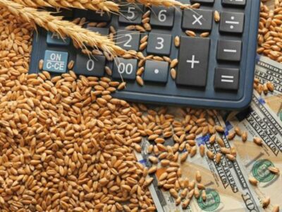 ثبت سفارش واردات گندم دامی آغاز شد